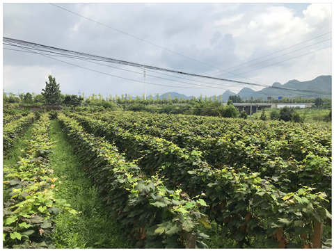 首页 | J9集团有限公司官网